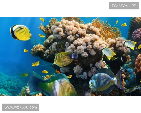 闲聊：队宠皮奥一幕为何独缺一人？科基等小将的技术特点